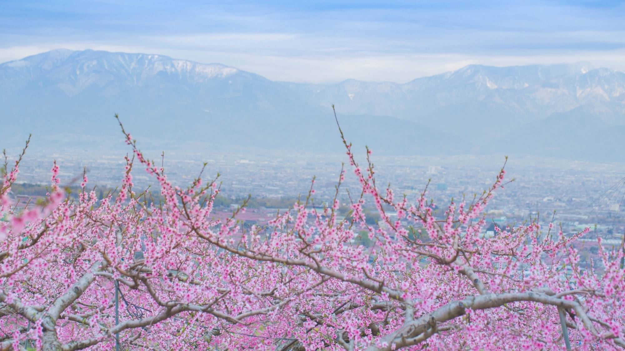 桃の花が見ごろを迎えています