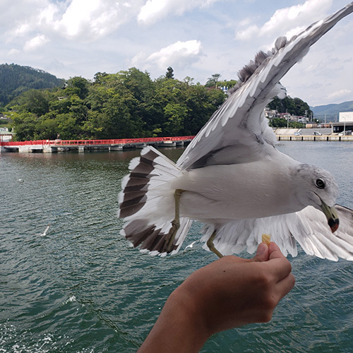 気仙沼湾を堪能♪「気仙沼ベイクルーズ」遊覧船チケット付きプラン！