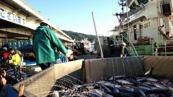 季節限定！水揚げ漁港ならではの鮮度バツグンのかつおを食べつくせ！かつお三昧＆気仙沼名物フカヒレプラン