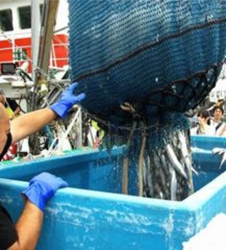 気仙沼魚市場　秋刀魚水揚げの様子