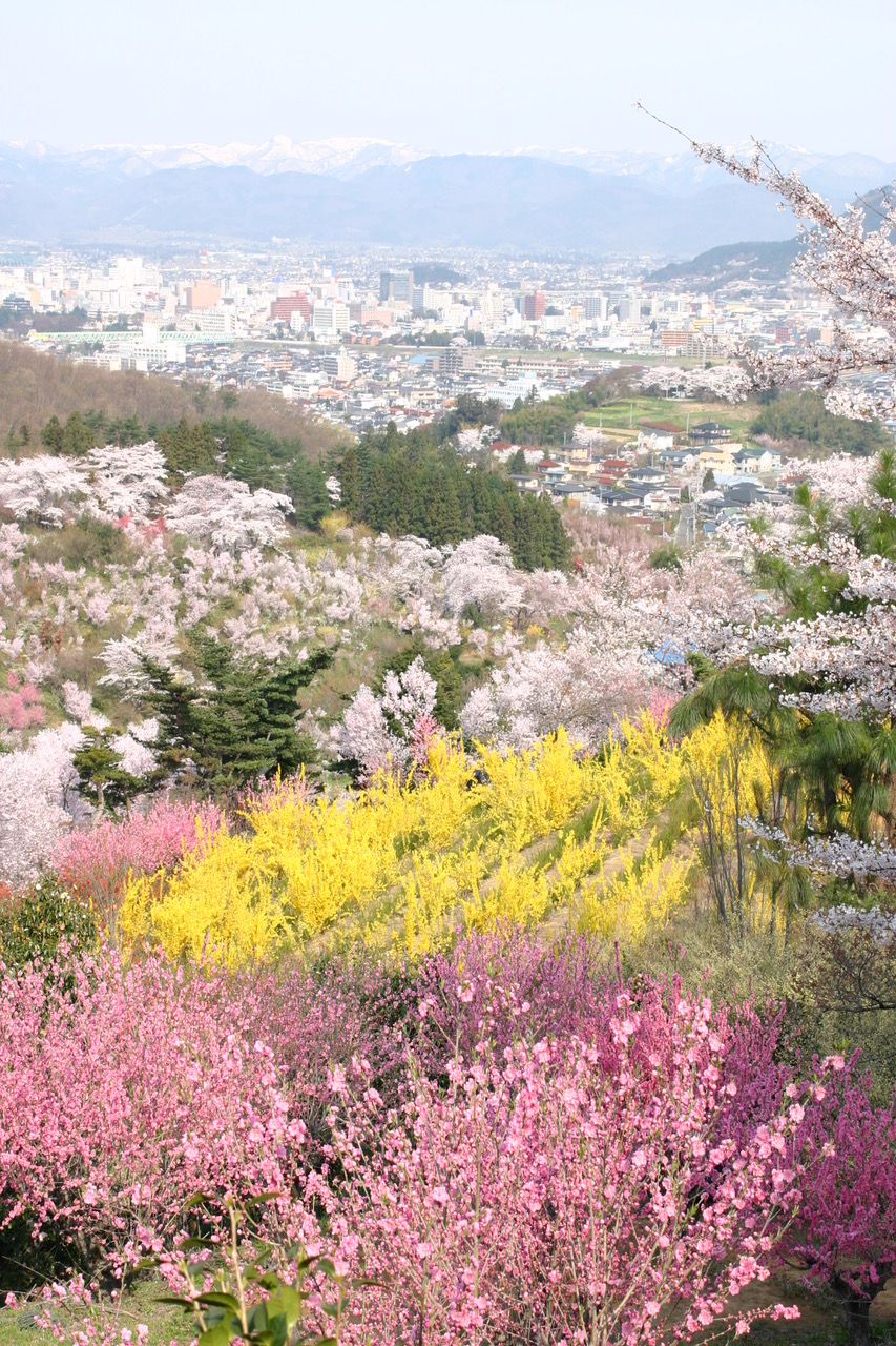 花見山公園。春には多くの方がお花見に訪れます。