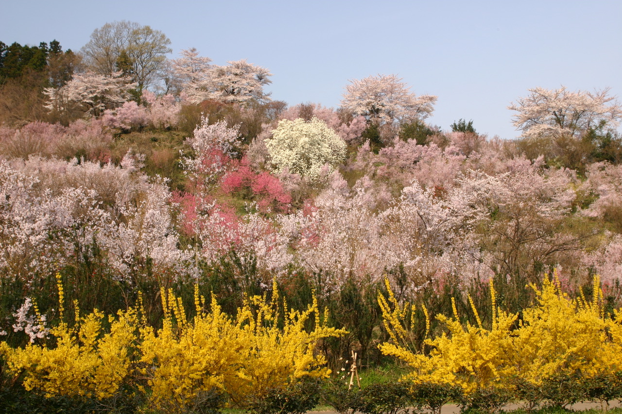 福島市にある「花見山公園」