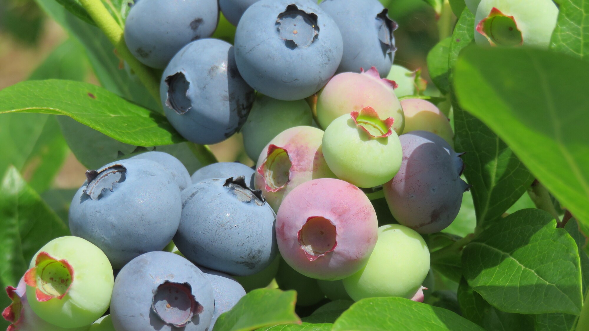 ブルーベリー狩り