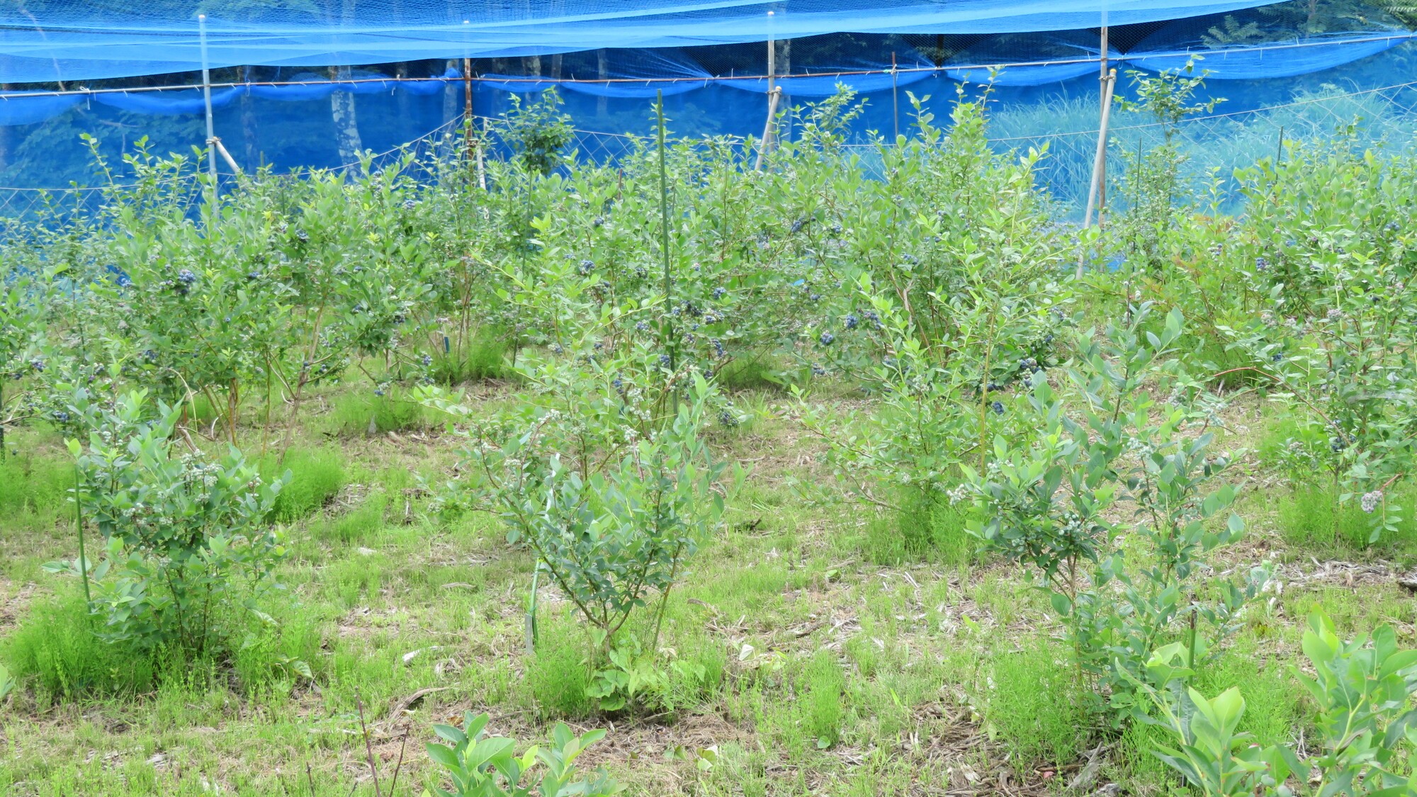 ブルーベリー狩り