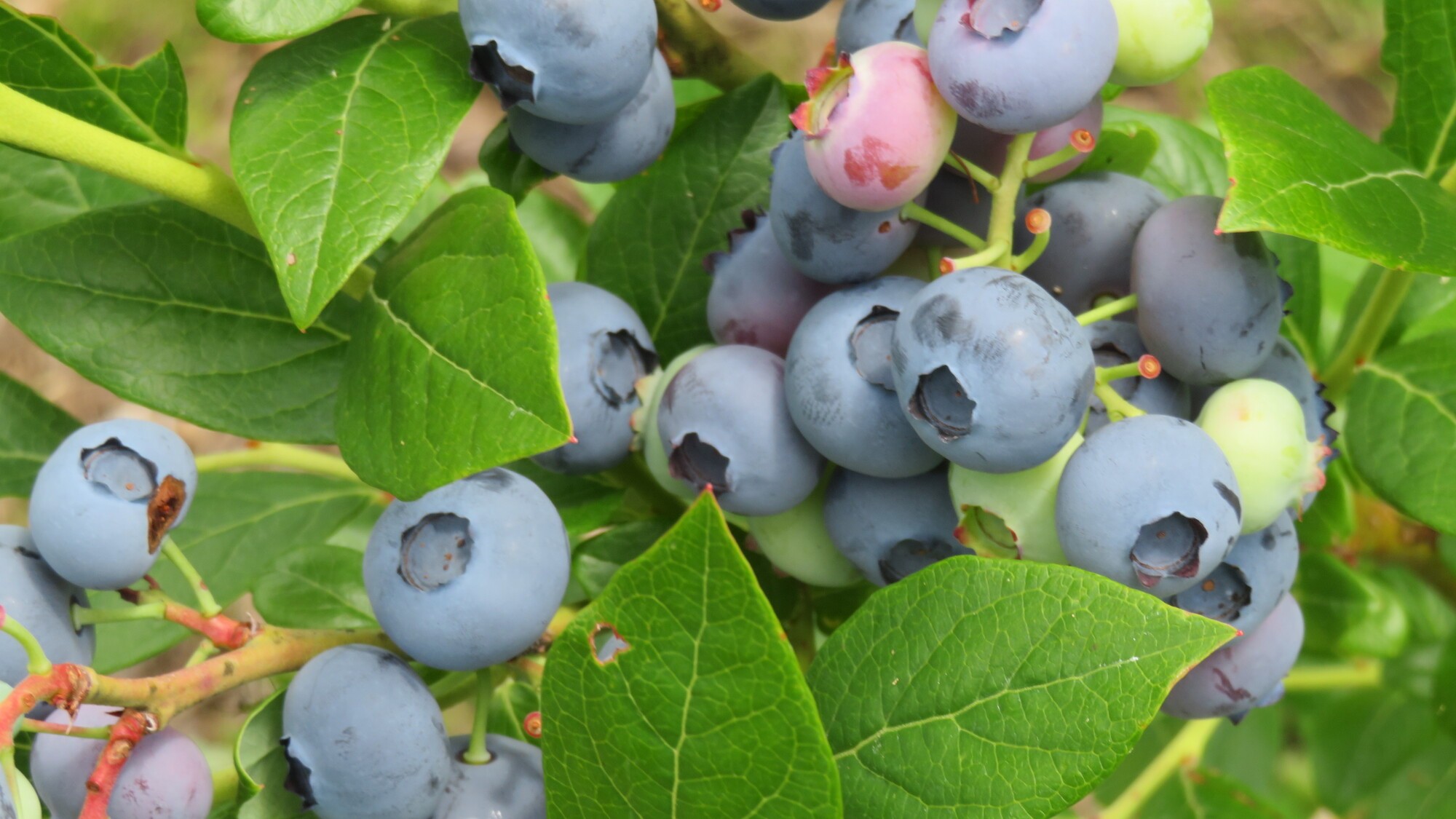 ブルーベリー狩り