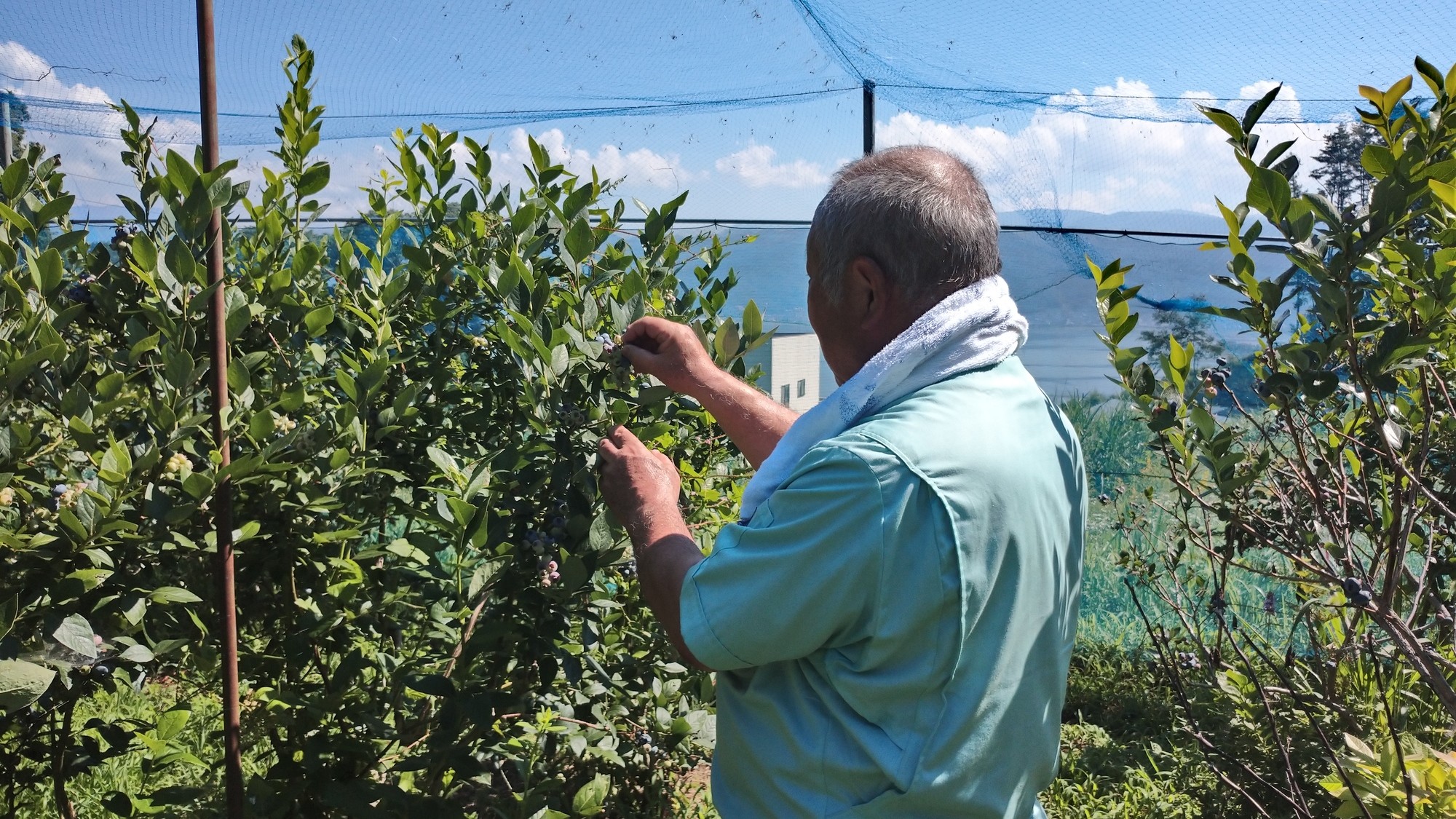 ブルーベリー狩り