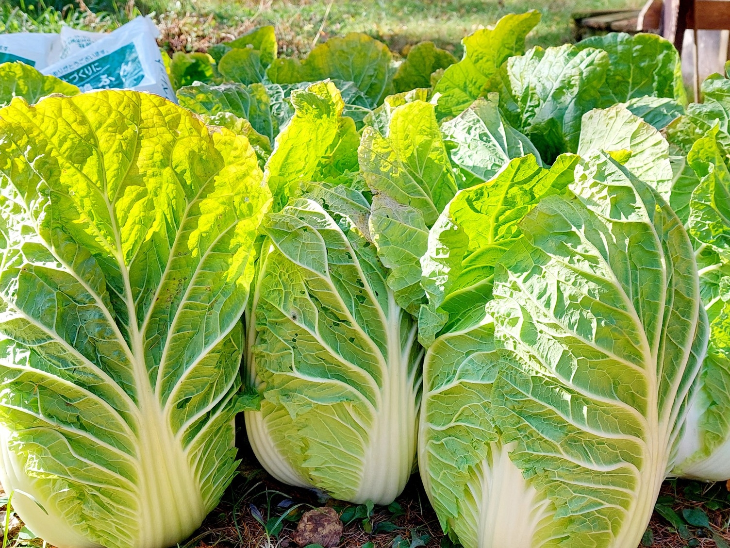 Maverick秋冬の定番！「ハフハフあったか鍋が最高の２食付」冬の味満腹満足プラン