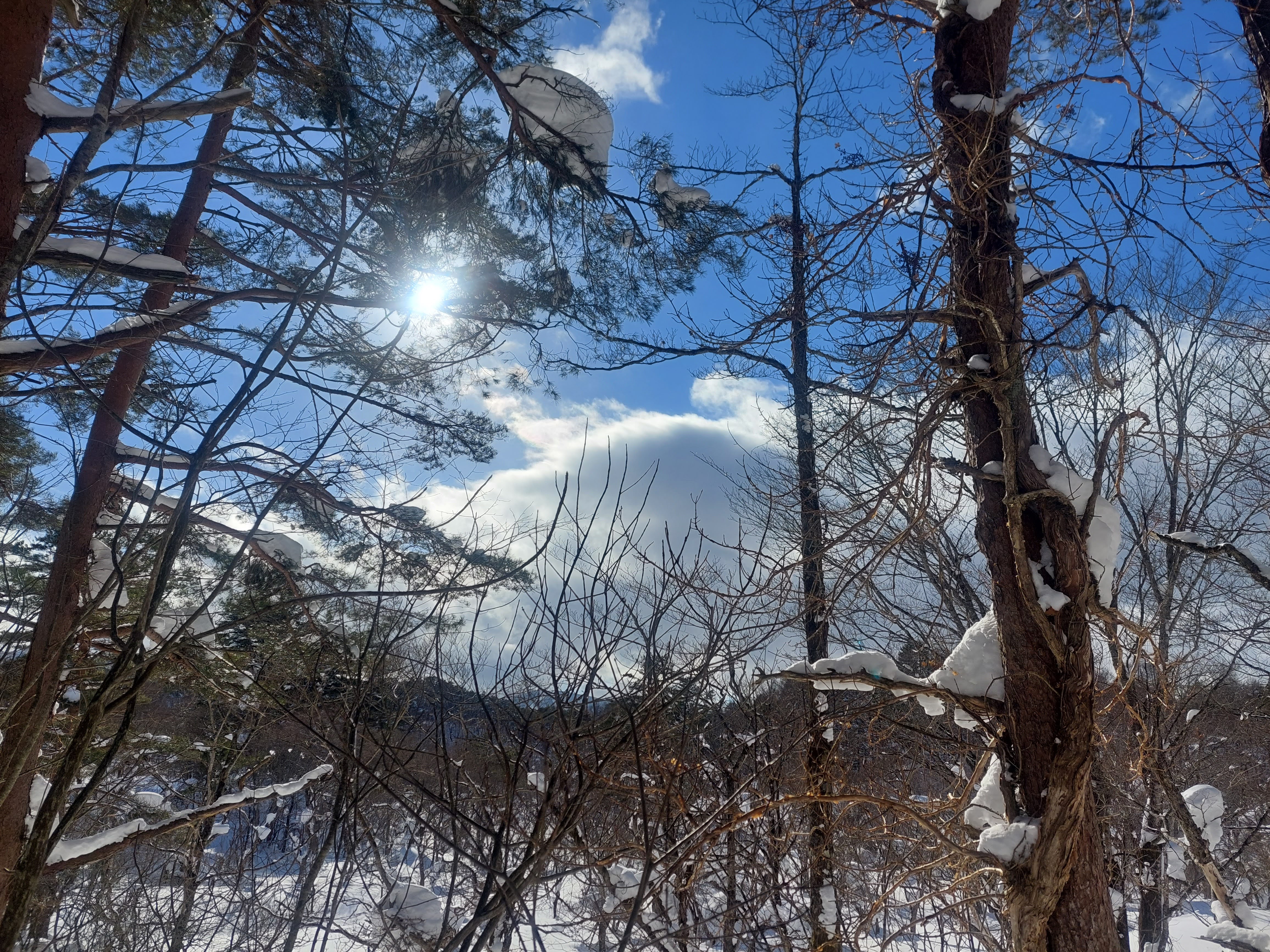スノーシューでお散歩♪