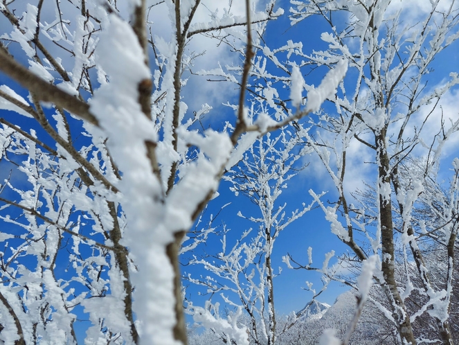 雪景色の裏磐梯へ是非！！晴れた日には、雪の白と青空が綺麗