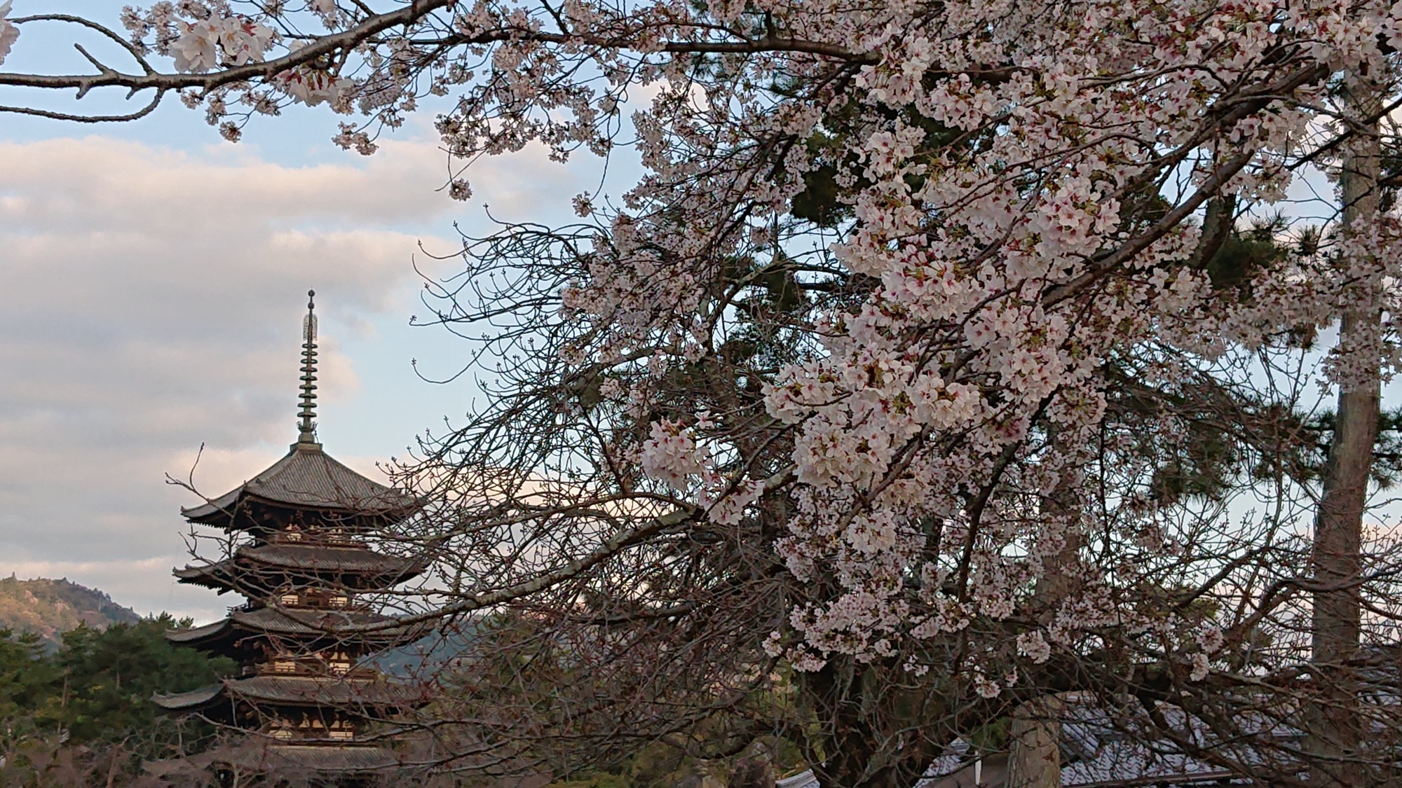 【周辺観光】春日の桜