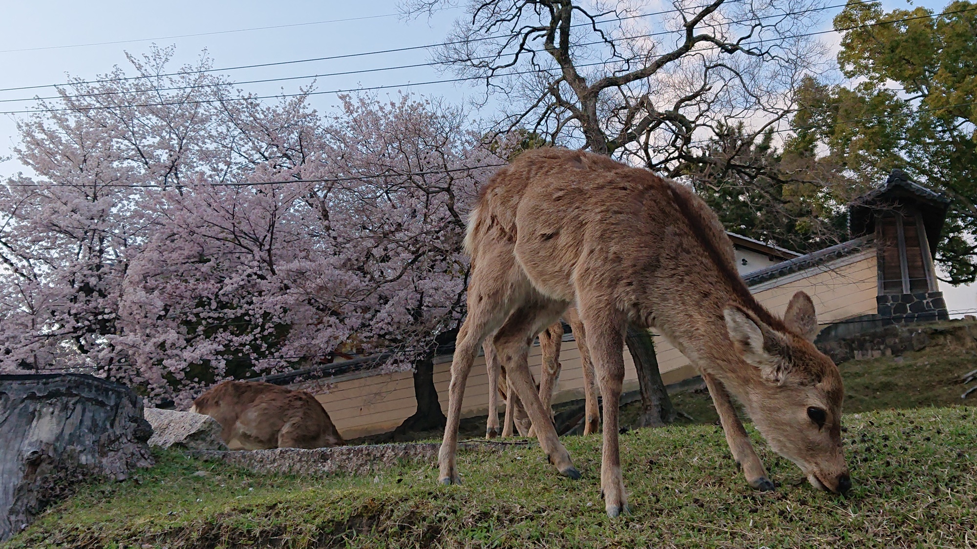 【周辺観光】奈良公園の鹿　春