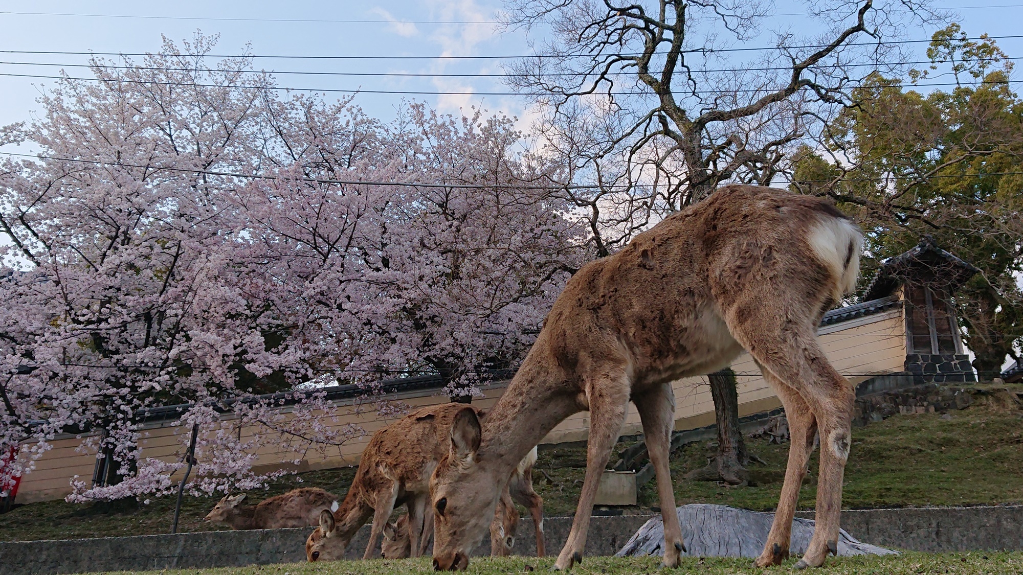 【周辺観光】奈良公園の鹿　春