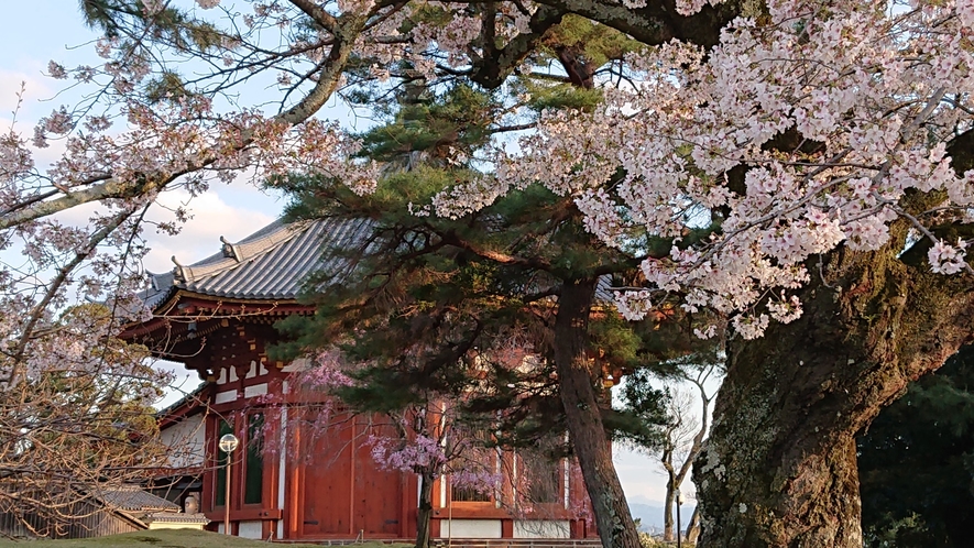 【周辺観光】春日の桜