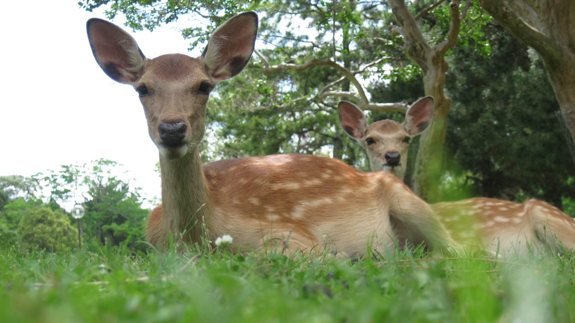 【周辺観光】奈良公園の鹿