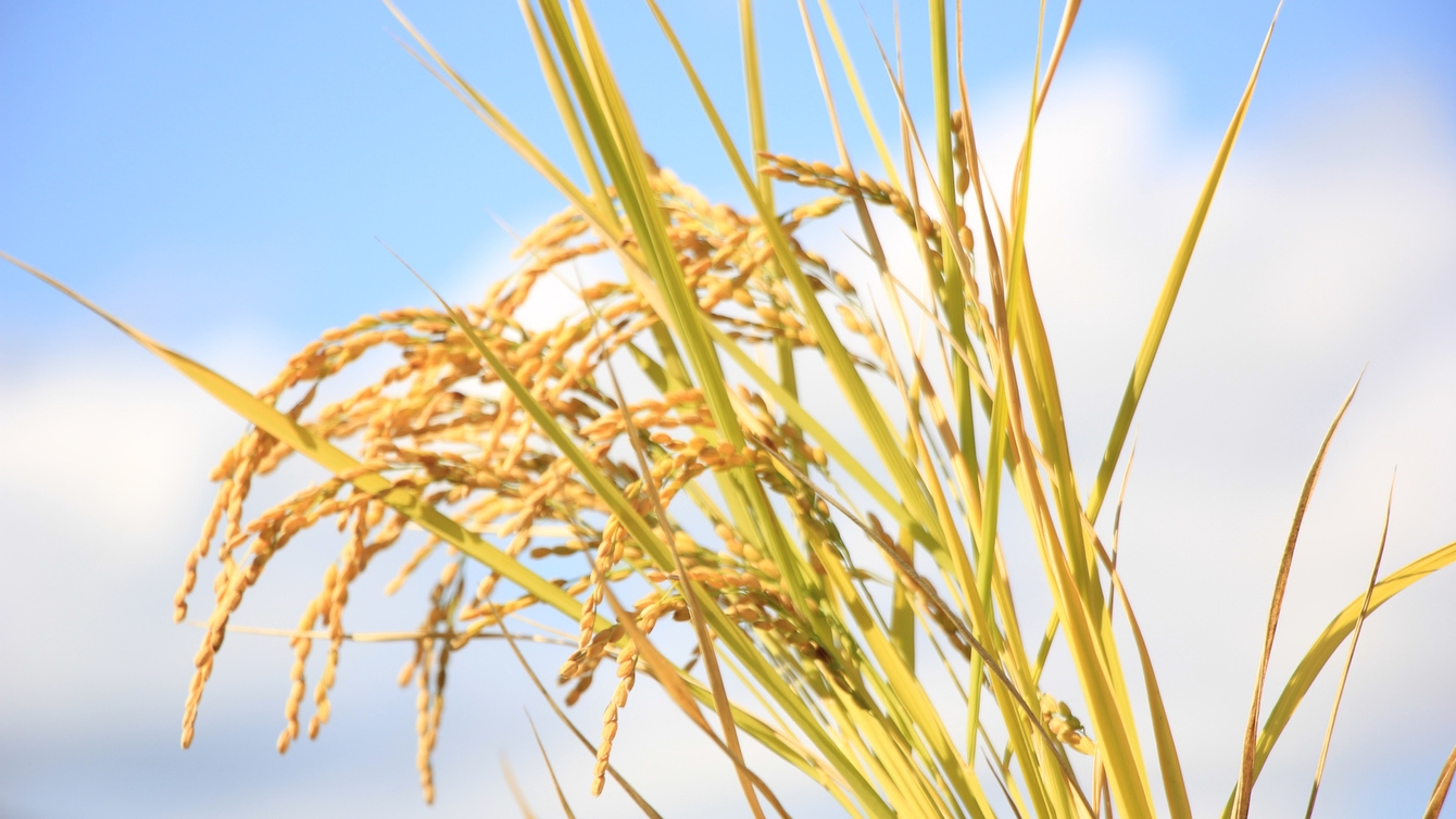 【2食付】白馬五竜スキー場まで車で5分♪まごころを込めた日替わりのおまかせ料理2食付