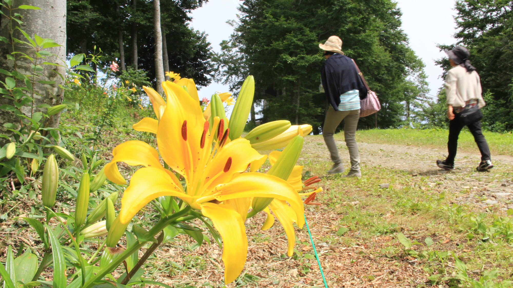 【アクティビティ】白馬岩岳ゆり園