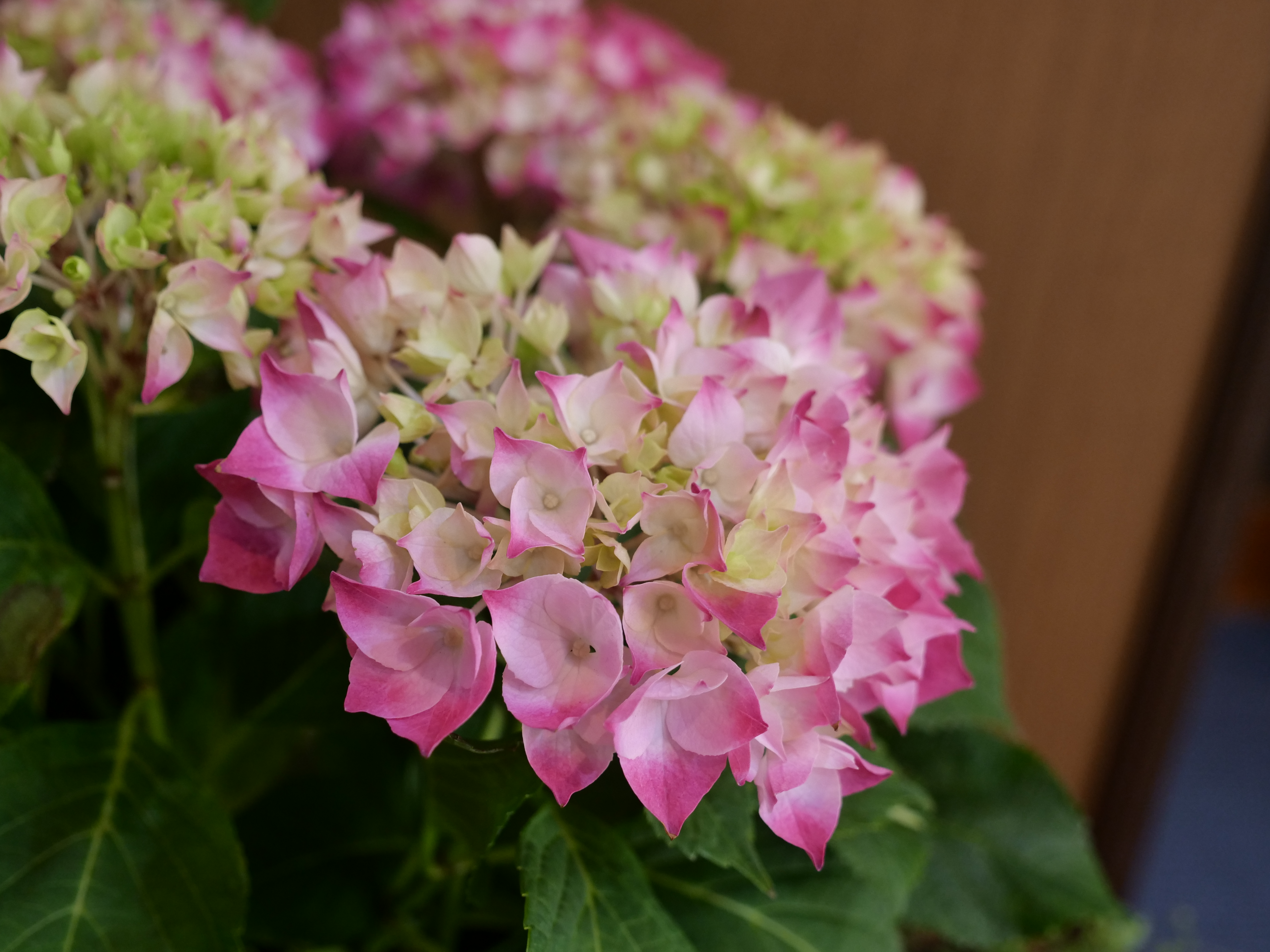 お花でお出迎え