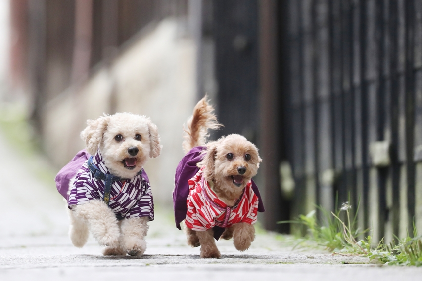 ≪ペットと宿泊≫愛犬と日本大正村を散策しよう【犬用矢絣はかまレンタル券付き】（2食付）