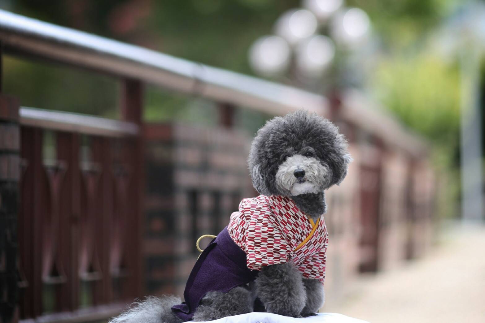 ≪ペットと宿泊≫愛犬と日本大正村を散策しよう【犬用矢絣はかまレンタル券付き】（2食付）