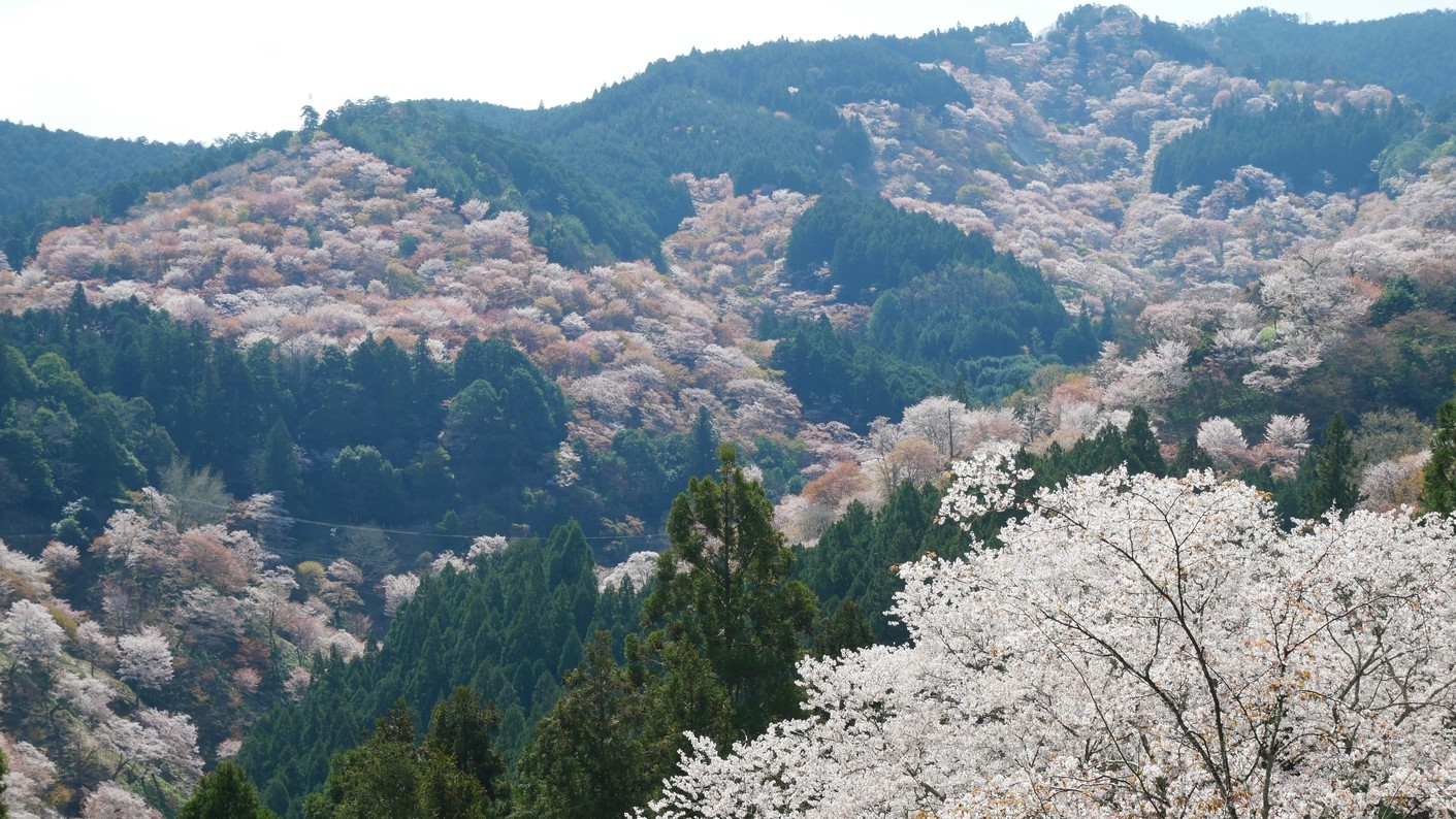 【さき楽90】春のご予約は90日前迄がお得！夕食は明神会席をご用意！ホテル杉の湯早期割引プラン