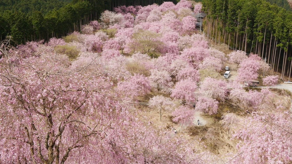 【さき楽90】春のご予約は90日前迄がお得！夕食は明神会席をご用意！ホテル杉の湯早期割引プラン
