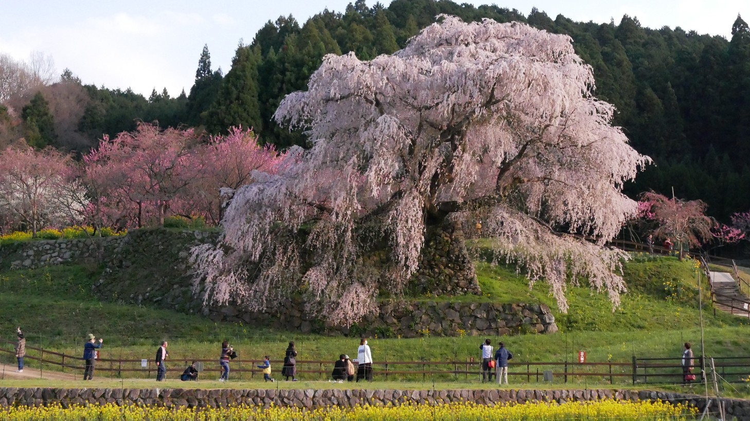 【さき楽90】春のご予約は90日前迄がお得！夕食は明神会席をご用意！ホテル杉の湯早期割引プラン