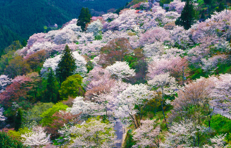 吉野山千本桜トップ