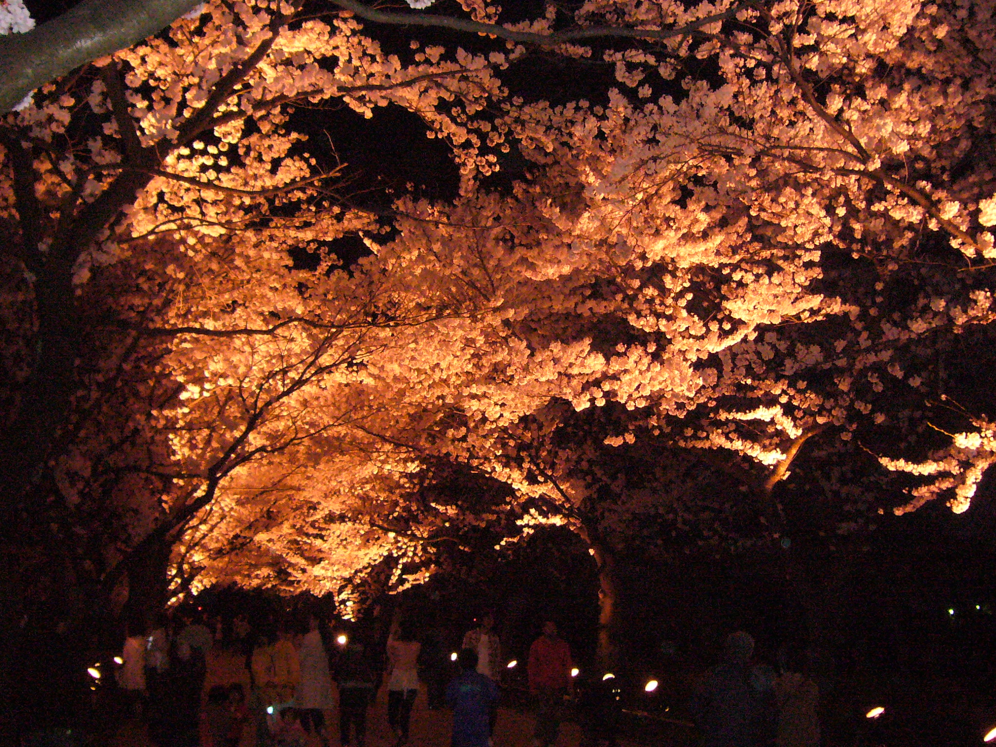 高田城址公園観桜会