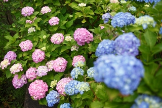 【６月～露天風呂へ続く道】色鮮やかに咲く紫陽花の花々も楽しめます