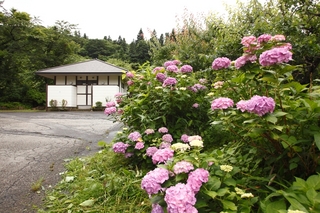 【６月～露天風呂へ続く道】紫陽花が咲き誇る向こうに、貸切露天風呂がございます