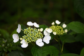 【６月～露天風呂へ続く道】新緑と紫陽花の花が美しい季節です