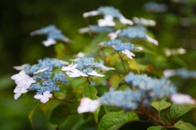 【６月～露天風呂へ続く道】白、紫、青、ピンク・・・紫陽花が鮮やかに咲き誇る季節です