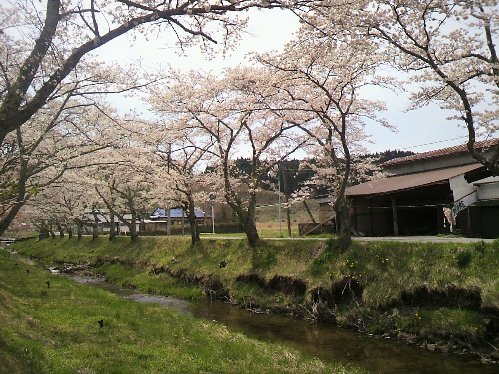 【～４月下旬～】当館から車で約１０分。川渡温泉にある「湯沢川」で桜並木を楽しむことができます