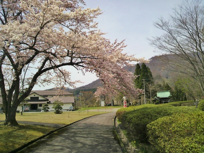 【～４月下旬～】当館から車で約１０分にある「日本こけし館」。鳴子温泉郷の隠れた桜名所です