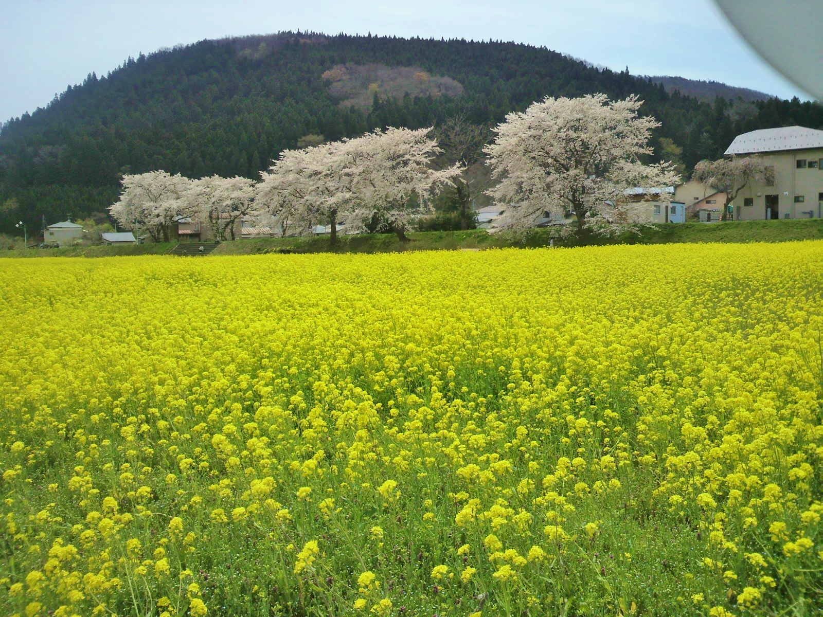 【～４月下旬～】鳴子温泉郷の入口「川渡温泉」の河川敷では例年４月下旬に菜の花と桜のコラボが楽しめます