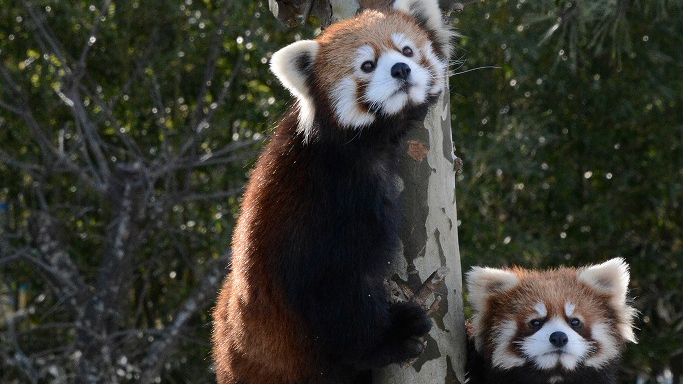 秋田市大森山動物園