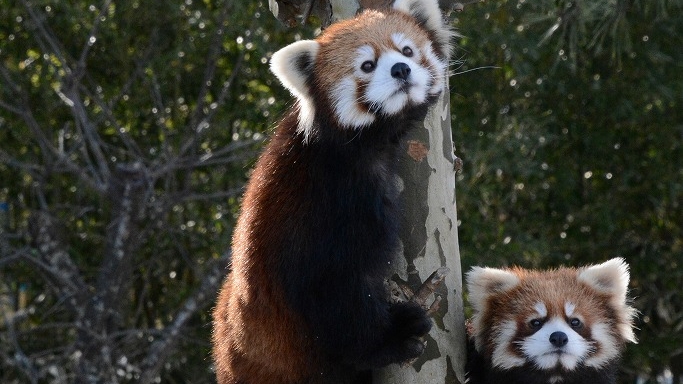 【秋田市大森山動物園 入場券付】動物とふれあって楽しい旅の思い出を（素泊まり）