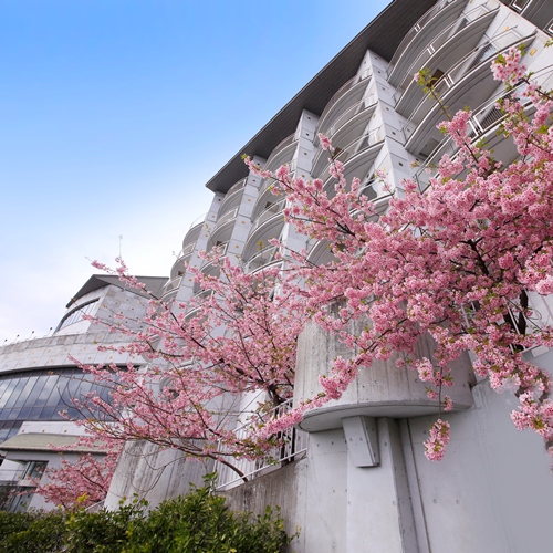 駐車場の河津桜