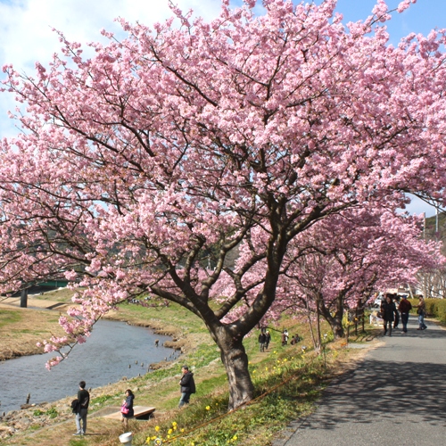 みなみの桜と菜の花まつり