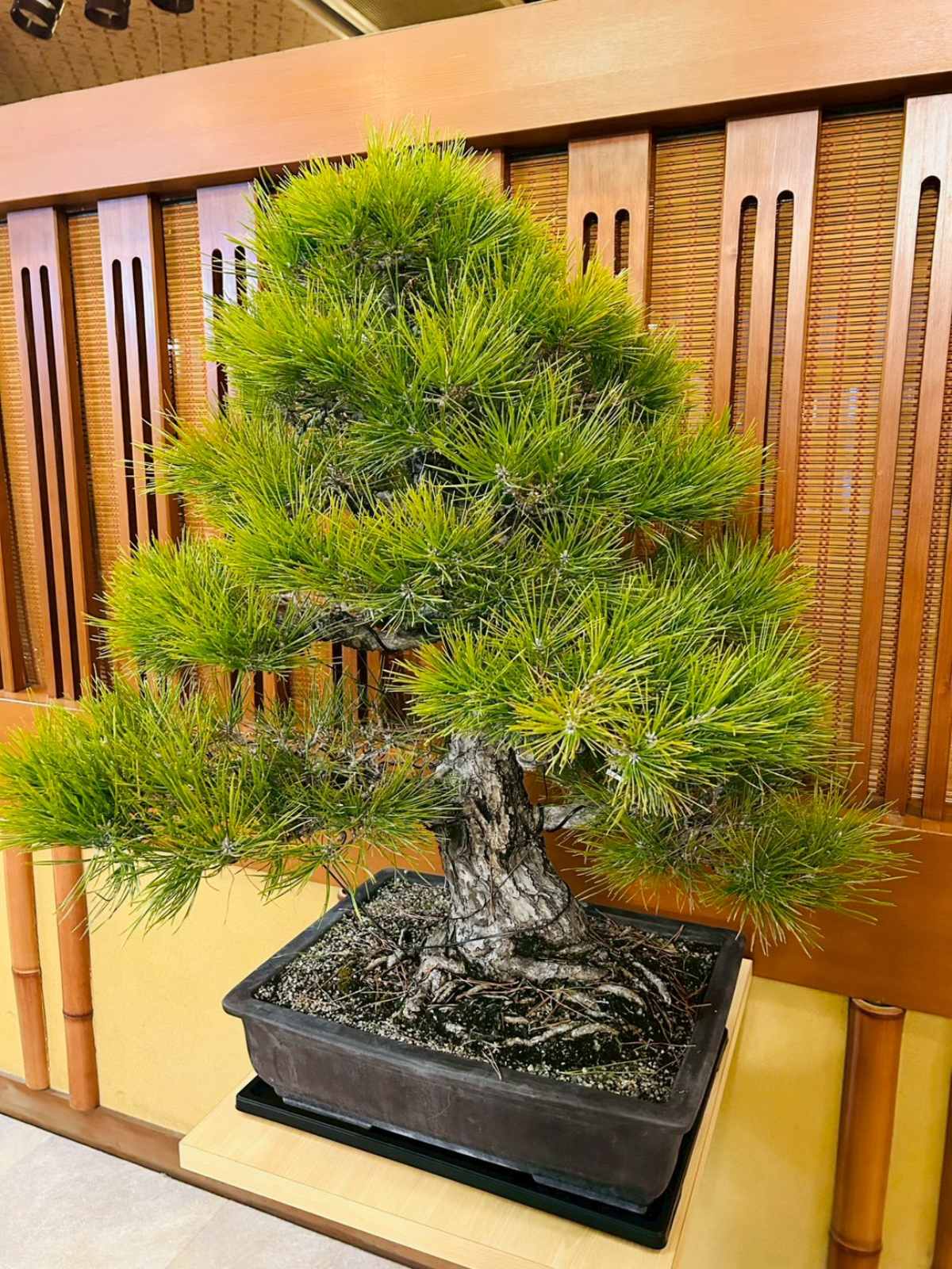 香川が誇る伝統文化　盆栽展示中②