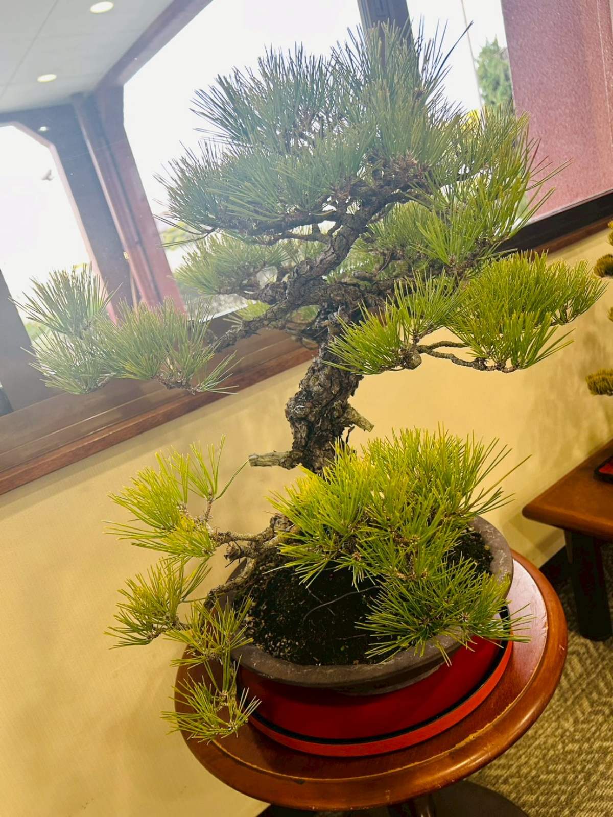 香川が誇る伝統文化　盆栽展示中④