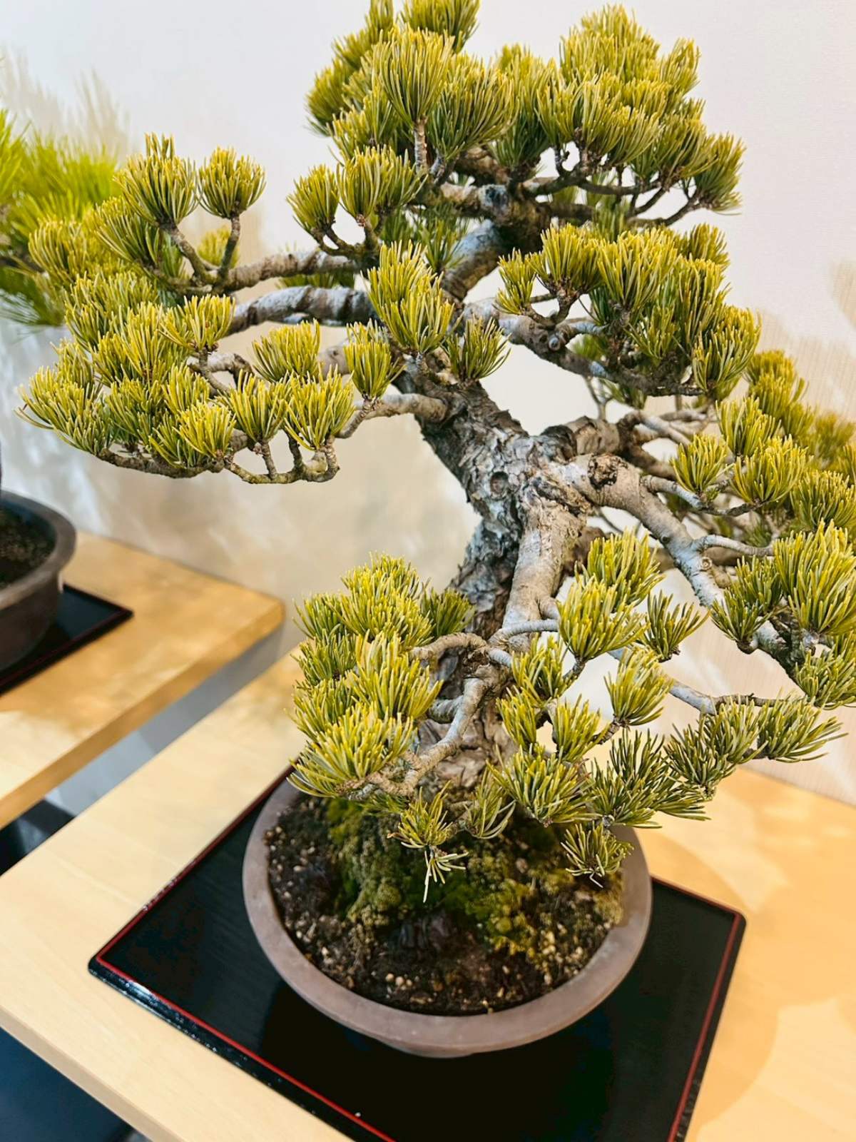 香川が誇る伝統文化　盆栽展示中⑧