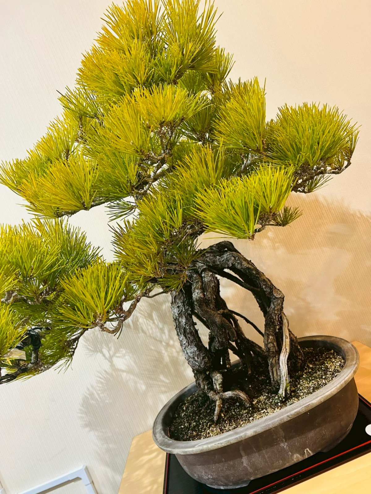 香川が誇る伝統文化　盆栽展示中⑦