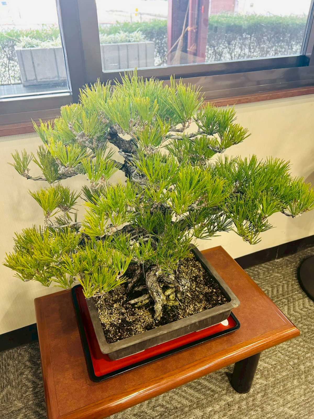 香川が誇る伝統文化　盆栽展示中⑤