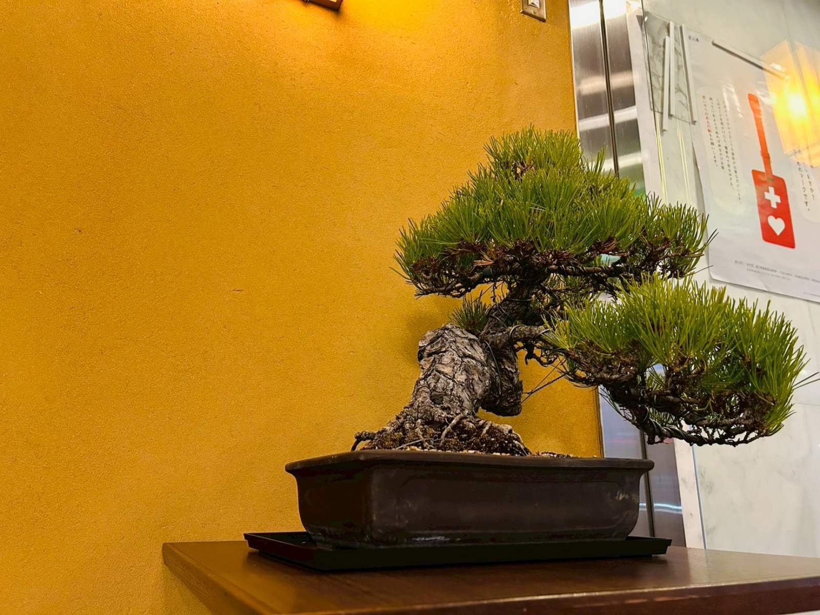 香川が誇る伝統文化　盆栽展示中①