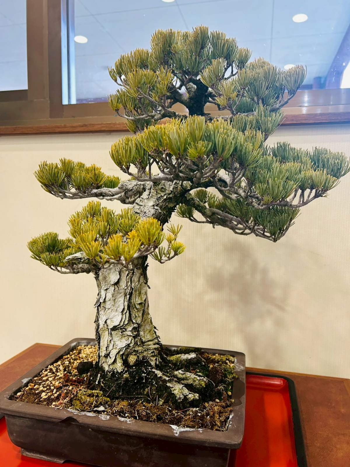 香川が誇る伝統文化　盆栽展示中③