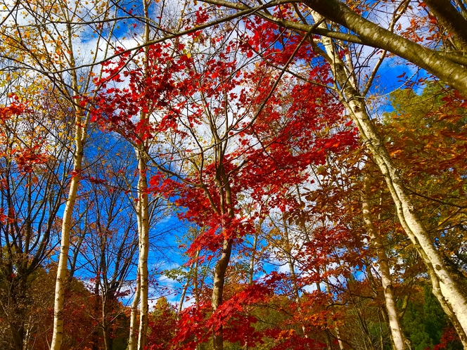 カナディアンロッジ紅葉