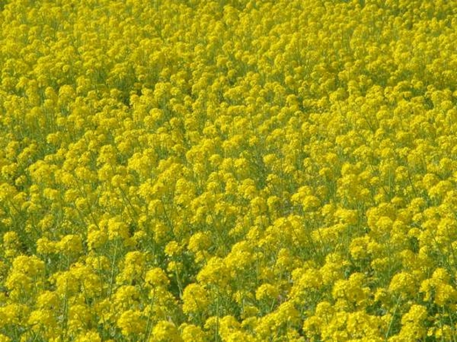 ライトアップが人気のお花畑へは徒歩5分！