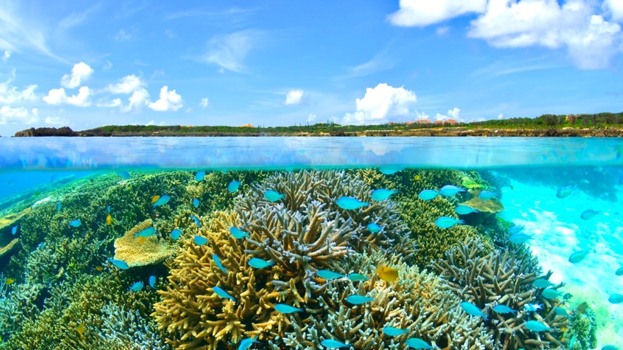 【2食付】〜マラルンガ鉄板焼〜特別コースを味わうALLAMANDA Dinner