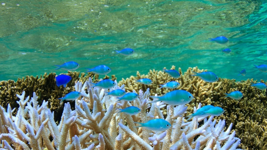 【シギラビーチ（リゾート内）】シギラビーチの中には鮮やかな熱帯魚や珊瑚の世界が広がっています。